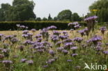 Lacy Phacelia (Phacelia tanacetifolia)