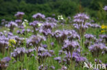 Bijenvoer (Phacelia tanacetifolia)