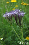 Lacy Phacelia (Phacelia tanacetifolia)