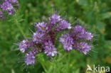 Bijenvoer (Phacelia tanacetifolia)