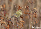 Bladkoning (Phylloscopus inornatus)