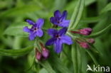 Purple Gromwell (Lithospermum purpurocaeruleum)