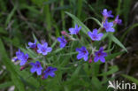 Purple Gromwell (Lithospermum purpurocaeruleum)