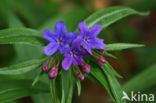 Blauw Parelzaad (Lithospermum purpurocaeruleum)