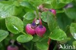 Blauwe bosbes (Vaccinium myrtillus)