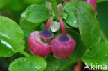 Blauwe bosbes (Vaccinium myrtillus)