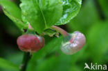 Blauwe bosbes (Vaccinium myrtillus)