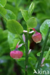 Blauwe bosbes (Vaccinium myrtillus)