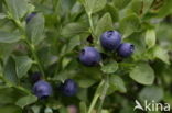 Bilberry (Vaccinium myrtillus)