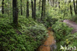 Bilberry (Vaccinium myrtillus)