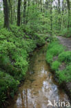 Blauwe bosbes (Vaccinium myrtillus)