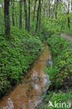 Bilberry (Vaccinium myrtillus)