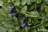 Blauwe bosbes (Vaccinium myrtillus)