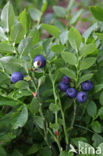 Bilberry (Vaccinium myrtillus)
