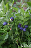 Blauwe bosbes (Vaccinium myrtillus)