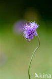 Blauwe knoop (Succisa pratensis) 