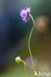 Devil s-bit Scabious (Succisa pratensis)