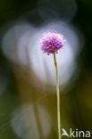 Blauwe knoop (Succisa pratensis) 