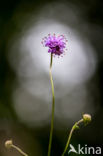 Blauwe knoop (Succisa pratensis) 