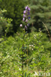 Blauwe monnikskap (Aconitum napellus)