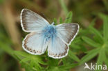 Bleek blauwtje (Polyommatus coridon)