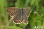 Chalk Hill Blue (Polyommatus coridon)