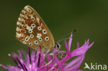 Chalk Hill Blue (Polyommatus coridon)