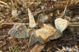 Bleek blauwtje (Polyommatus coridon)