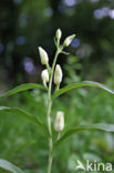 Bleek bosvogeltje (Cephalanthera damasonium) 