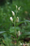 Bleek bosvogeltje (Cephalanthera damasonium) 