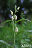 Bleek bosvogeltje (Cephalanthera damasonium) 