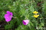 Bloedooievaarsbek (Geranium sanguineum)