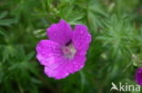 Bloedooievaarsbek (Geranium sanguineum)