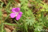 Bloody Crane s-bill (Geranium sanguineum)