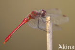 Ruddy Darter (Sympetrum sanguineum)