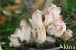 Ramaria botrytis