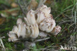 Bloemkoolzwam (Ramaria botrytis)