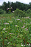 Boekweit (Fagopyrum esculentum)