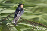 Barn Swallow (Hirundo rustica)