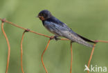 Boerenzwaluw (Hirundo rustica) 