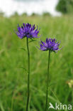 round-headed rampion (Phyteuma orbiculare)