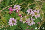 Crown Vetch (Securigera varia)