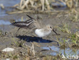 Bonte Strandloper (Calidris alpina)