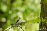 Bonte Vliegenvanger (Ficedula hypoleuca)