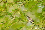 Bonte Vliegenvanger (Ficedula hypoleuca)