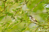 Bonte Vliegenvanger (Ficedula hypoleuca)