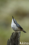 Nuthatch (Sitta europaea europaea)