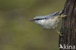 Nuthatch (Sitta europaea europaea)