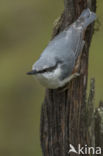 Nuthatch (Sitta europaea europaea)