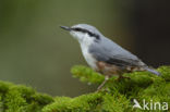 Nuthatch (Sitta europaea europaea)